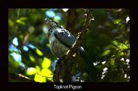 Topknot Pigeon