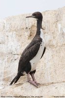 Guanay Cormorant - Phalacrocorax bougainvillii