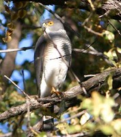 Little Sparrowhawk - Accipiter minullus