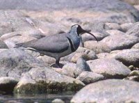 Ibisbill - Ibidorhyncha struthersii