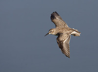 Least Sandpiper (Calidris minutilla) photo