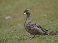 Speckled Teal (Anas flavirostris) photo