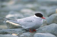 Antarctic Tern (Sterna vittata) photo