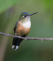 Violet-tailed Sylph (Aglaiocercus coelestis) photo