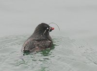 Whiskered Auklet - Aethia pygmaea