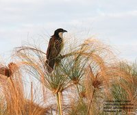 Coppery-tailed Coucal - Centropus cupreicaudus