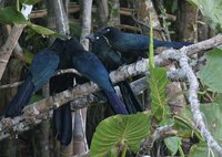 Greater Ani - Crotophaga major