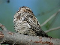 Common Nighthawk - Chordeiles minor