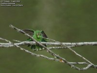 Green-tailed Goldenthroat - Polytmus theresiae