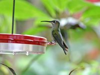 Violet-fronted Brilliant - Heliodoxa leadbeateri