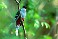 Cuban Trogon - Priotelus temnurus