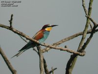 European Bee-eater - Merops apiaster