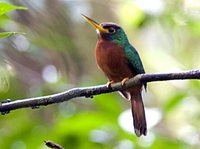 Yellow-billed Jacamar - Galbula albirostris