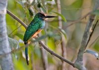 White-chinned Jacamar - Galbula tombacea