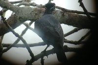 Bare-necked Fruitcrow - Gymnoderus foetidus