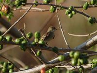 Caribbean Elaenia - Elaenia martinica