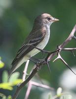 Willow Flycatcher - Empidonax traillii