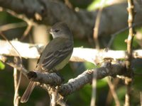 Panama Flycatcher - Myiarchus panamensis