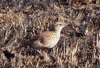 Eastern Long-billed Lark - Certhilauda semitorquata