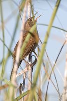 Zapata Wren - Ferminia cerverai