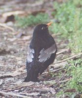 Gray-winged Blackbird - Turdus boulboul