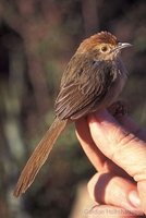 Rock-Loving Cisticola - Cisticola aberrans