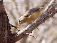 Cape Crombec - Sylvietta rufescens