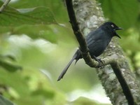 Yellow-eyed Black-Flycatcher - Melaenornis ardesiacus
