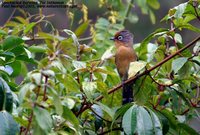 Spectacled Barwing - Actinodura ramsayi