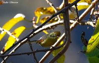 Chestnut-tailed Minla - Minla strigula