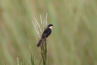 Black-and-tawny Seedeater - Sporophila nigrorufa