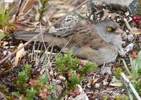 Volcano Junco - Junco vulcani