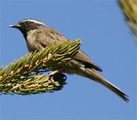 Black-throated Accentor