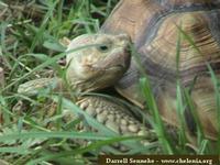 African Spurred Tortoise, Geochelone sulcata