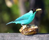 * Green Honeycreeper