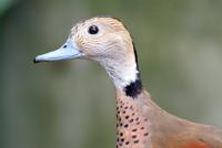 Ring Teal Duck