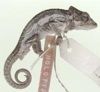 Taxa represented in the collection