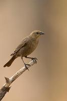 Brown Headed Cowbird ( Molothrus ater ) Female , Gila National Forest , New Mexico stock photo