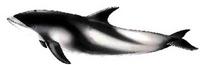 White-beaked dolphin