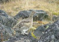 The    Ptarmigan Lagopus mutus