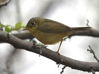 Gr Seicercus tephrocephalus Foto: Bj