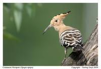 Birds of Bhutan - Eurasian Hoopoe - Upupa epops - Yeshey Dorji