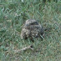 Nightjars p.206