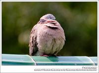 Spotted Dove