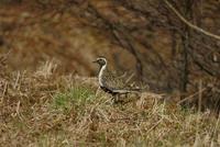 Golden Plover (Pluvialis apricaria)