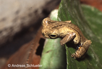 : Dendropsophus parviceps