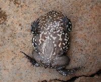 : Dermatonotus muelleri; Muller's Termite Frog