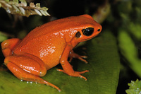 : Mantella milotympanum; Black Eared Mantella