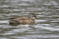 : Anas strepera; Gadwall