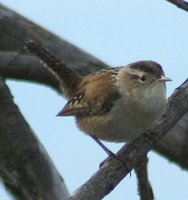 : Cistothorus palustris; Marsh Wren